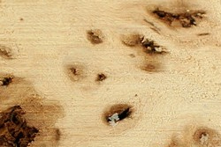 Limba (Terminalia superba)